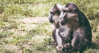 Tolerant macaques have better self-control, study finds